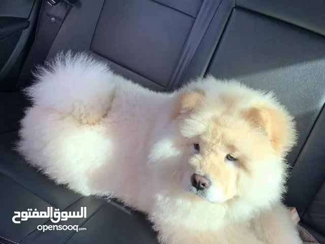 كلب تشاو تشاو