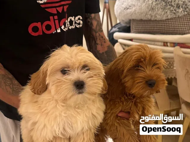 Shih Tzu × Toy Poodle Puppies  جراء شيتزو مكس توي بودل