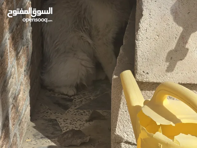 قط ابيض مسكين