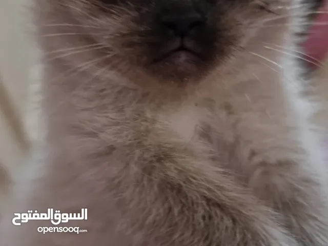 قط ذكر .. للبيع