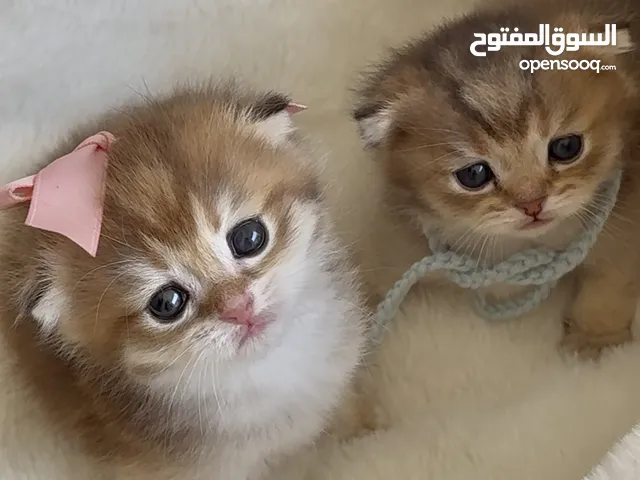 For sale pure Scottish kittens