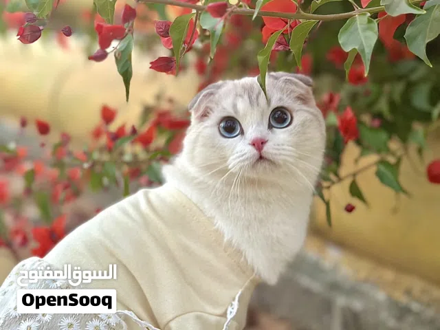 سكوتش فولد شانيشيلا Scottish fold