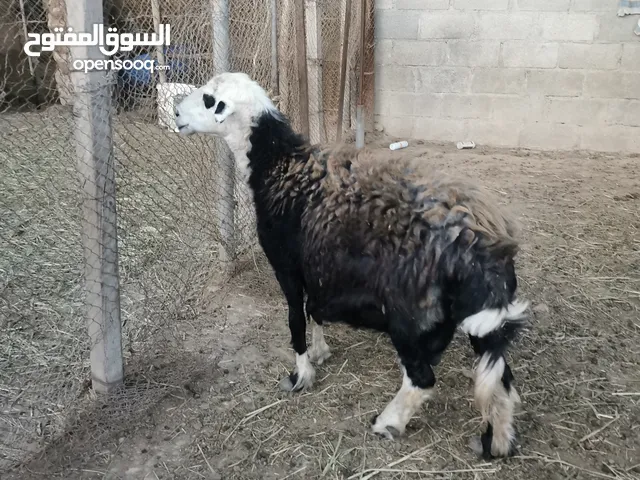جاعدة للبيع
