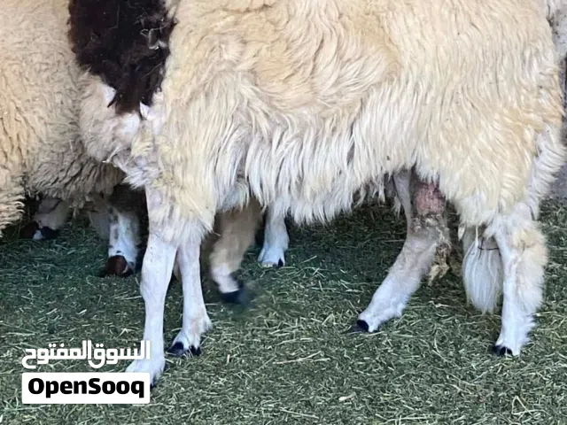 شراء الاغنام والخرفان من قدام باب بيتك