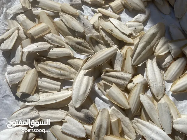 عضم حبار مفيد لطيور