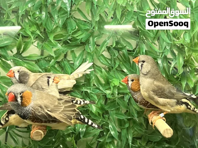 طيور زيبرا معاهم هديتين طيور