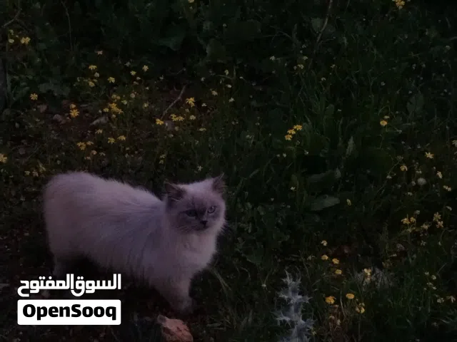 قطه انثى هملايا تزاوج