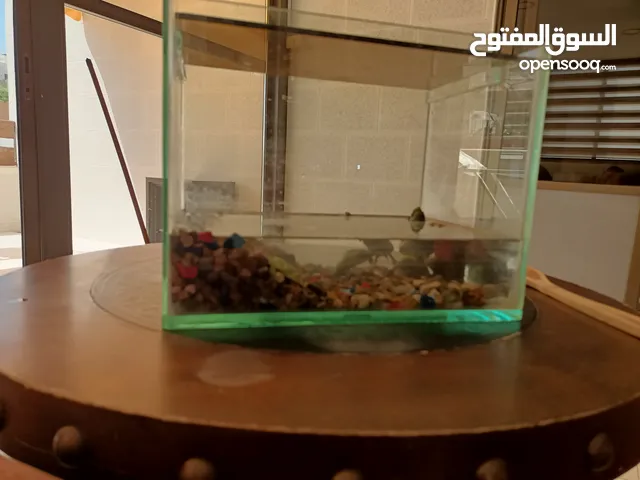 سلاحف برمائيه صغيره ذكر و انثى مع الحوض و حجار الزينه و الصدف الحوض كامل من زجاج