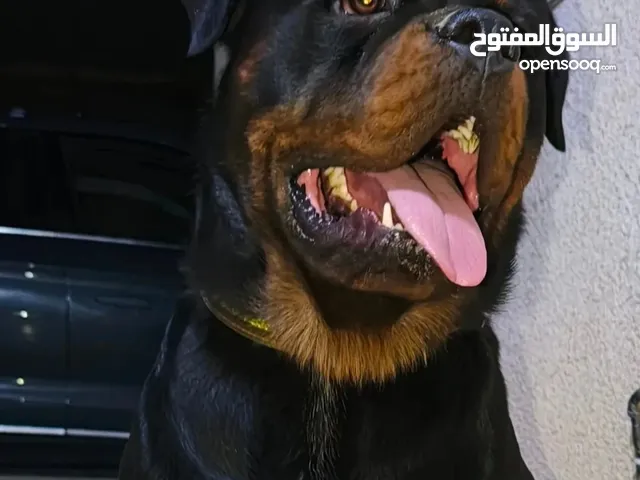 روت وايلر للتزاوج (( ليس للبيع )) تزاوج فقط