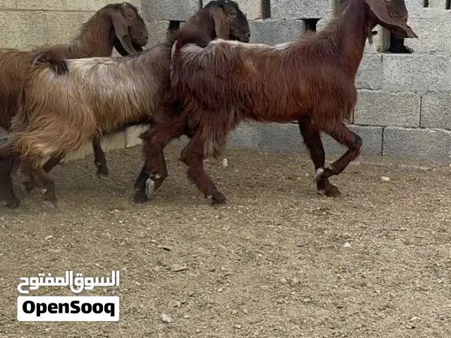 مطلوووب الماعز القبرصي