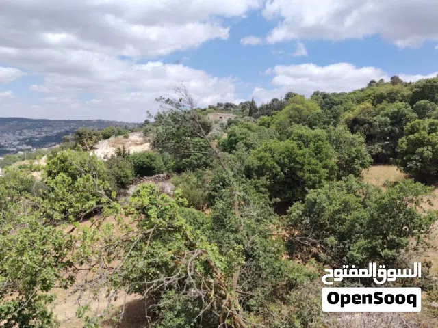دونم و900 متر في السلط زي