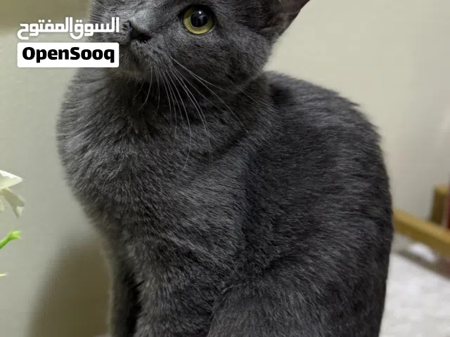 زوزو قطة أنثى للتبني عمرها 5 أشهر غير معقمة و غير مطعمة