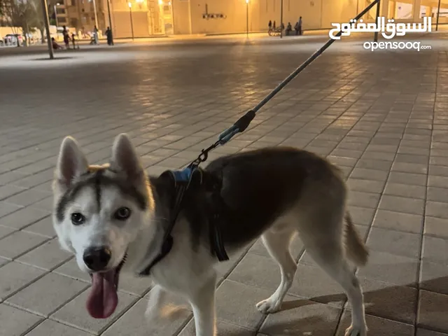 A husky dog for selling
