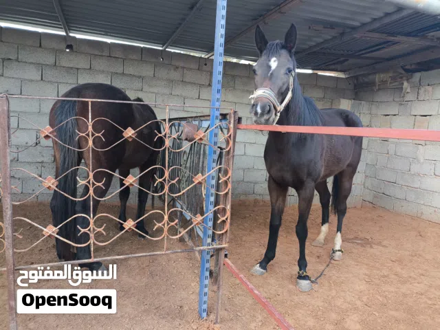 فرس والده للبيع