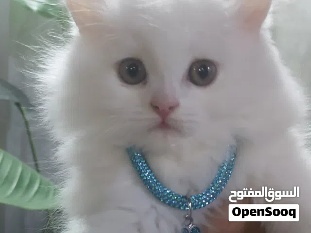 كتن شيرازي للبيع