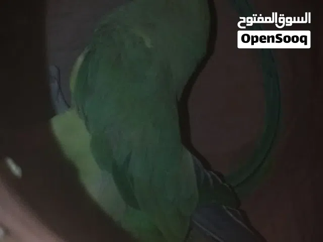 بغبغاء دره عماني أنثى للبيع الوصف
