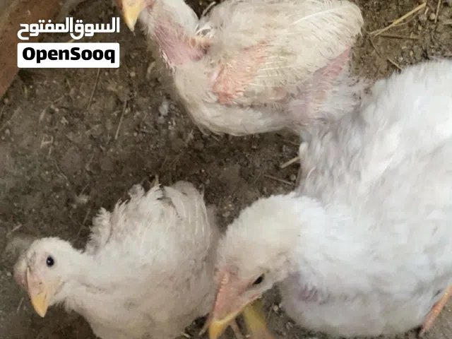 عود المطينة