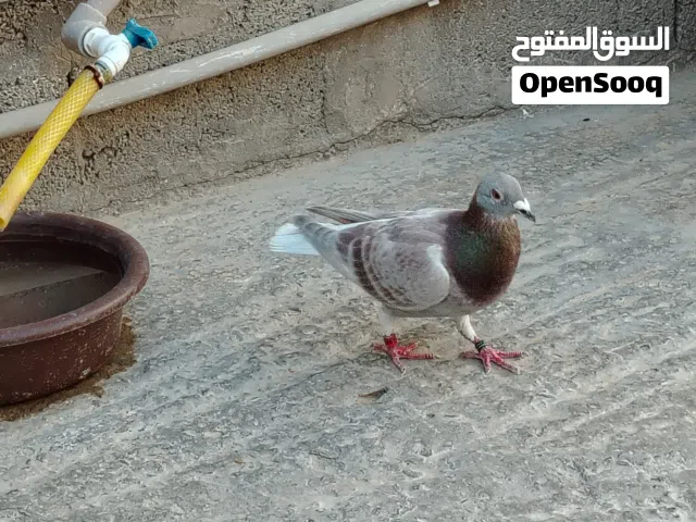 دكر زاجل فرادي