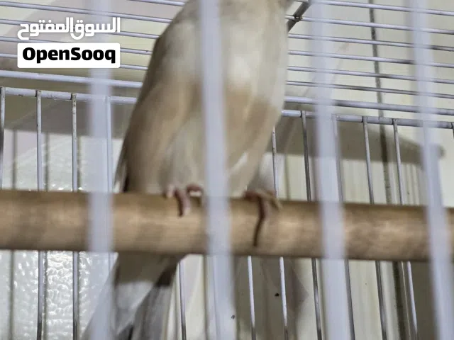السلام عليكم طيور جاوه نثيتين وفحل اقرو الوصف