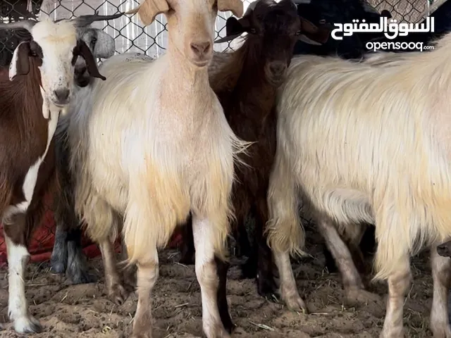 ضحايا العيد