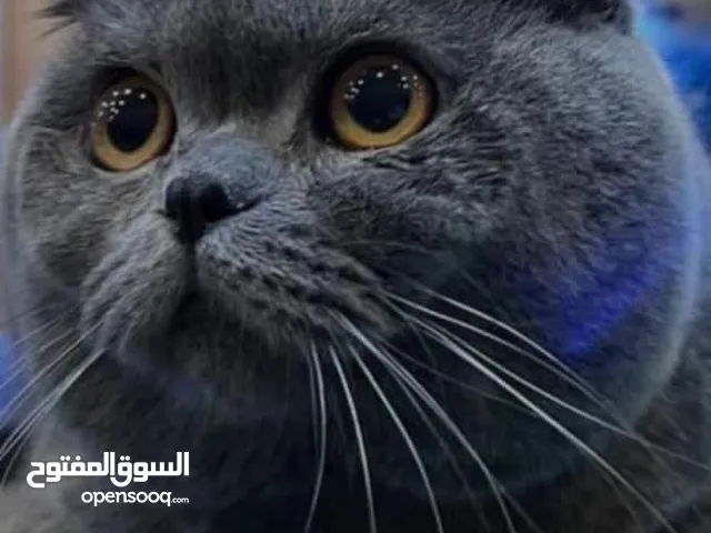 قط سكوتش فولد بيور للبيع مواصفات عاليه