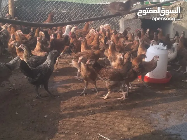 دجاج محلي وفرنسي