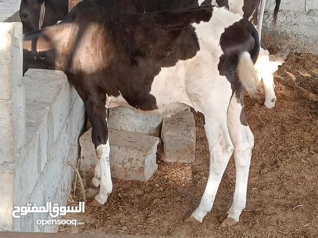عجوله 2 سمان وحلوات كلش مكاني بصره ابو الخصيب شارع المحكمه