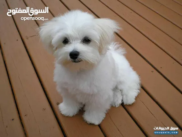 puppy maltese