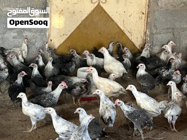 دجاج بيور فيومي وفرنسي
