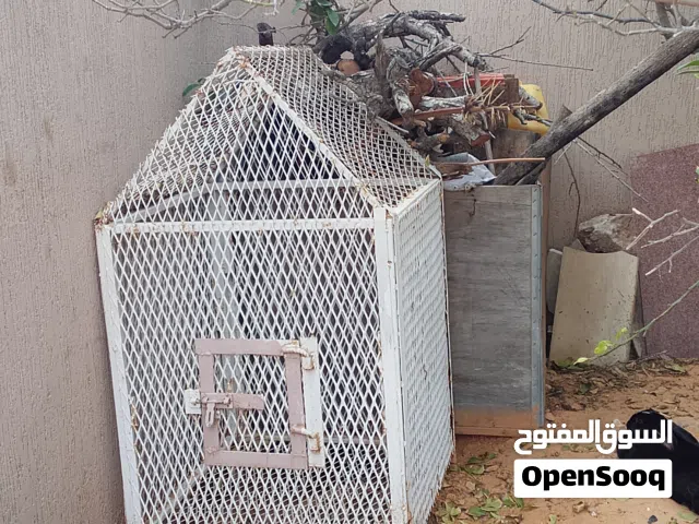 سزنة عصافير