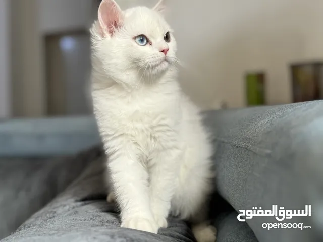 Pure persian kittens for adoption genuine pet lovers only