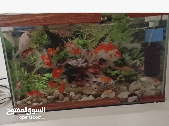 حوض سمك للبيع