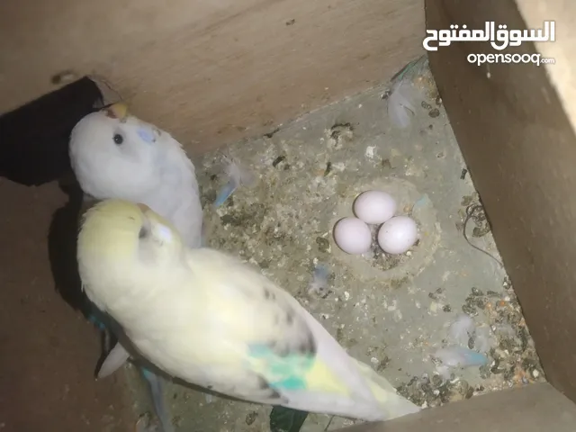 عصافير حب بادجي 2 مع القفص