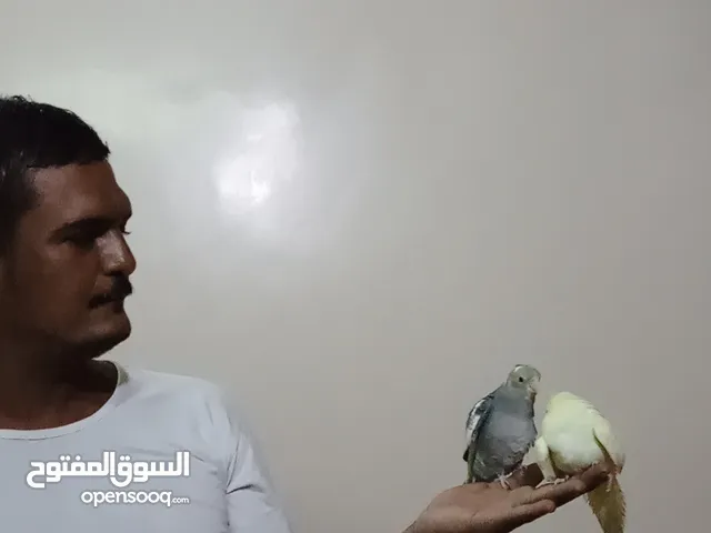 زوج كوكتيل اليف جاهز جداا للتزاوج