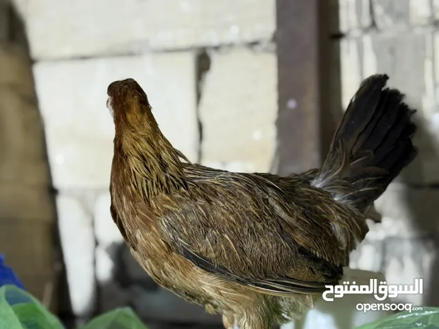 دجاجتين وديج فروجات عمرهن شهرين والديج يعوعي