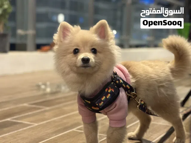 انثى ميني بو 6 اشهر
