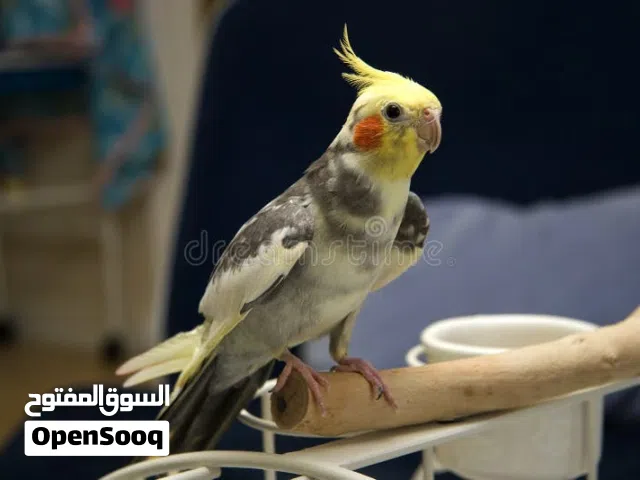 ببغاء كوكتيل ترويض فل