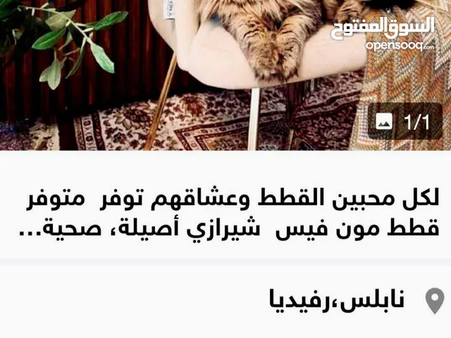 لمحبين القطط متاح قطة مون فيس شيرازي هادئة وحنونة متعودة على الهدوء.
