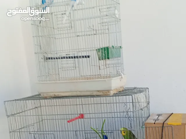 عصافير حب 4لون اصفر ثنين أخضر ثنين