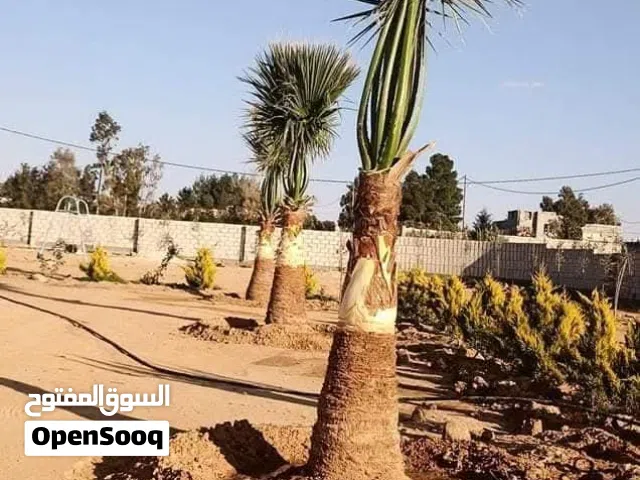 نخيل واشنطونيا ارتفاع الساق متر وصف