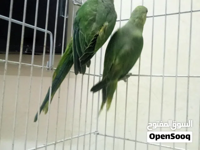 متوه دره اخضر