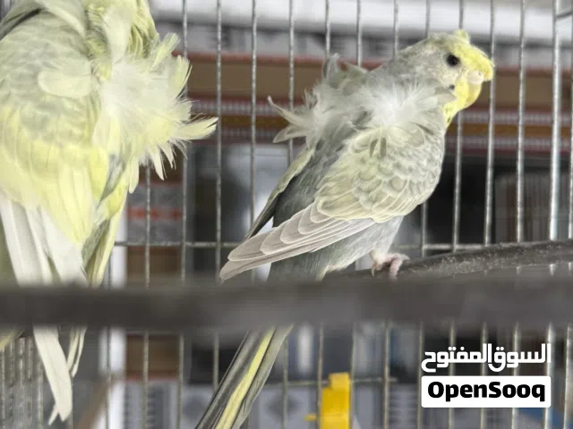 بقالينو هوقورمو