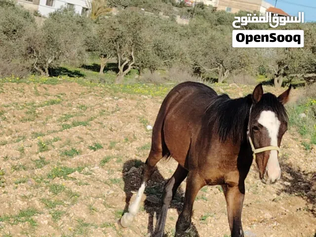 مهر للبيع نخب