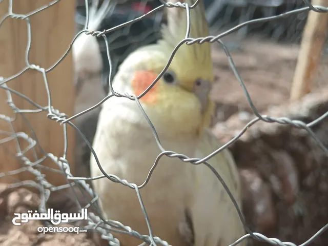 طيور الكالوبسيت