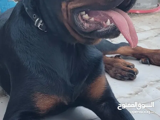 للبيع السريع كلب روت ويلر الماني