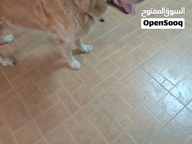 كلب جولدن للبيع