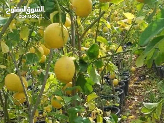 زراعة جميع انواع النباتات والفواكه والحمضيات