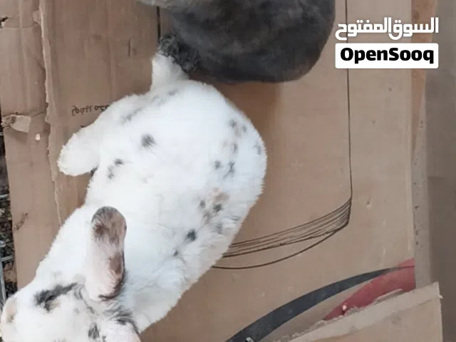 كوبية ركس ثري كلر درجة ربي العمر شهرين ونص للبيع المكان طرابلس سوق الجمعة عرادة