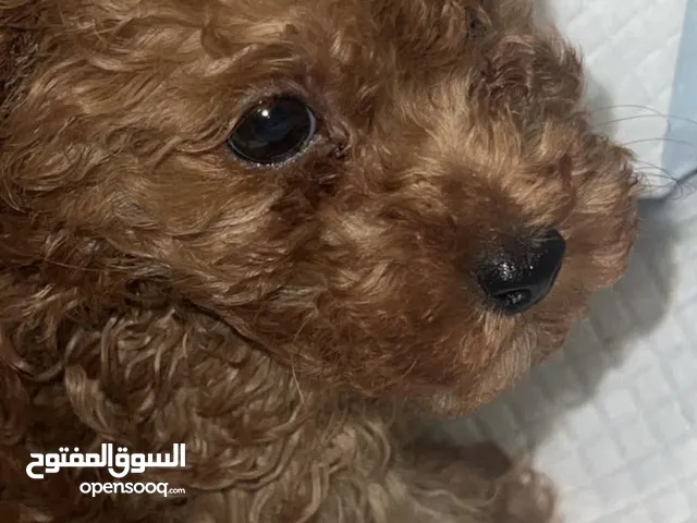 Toy poodle