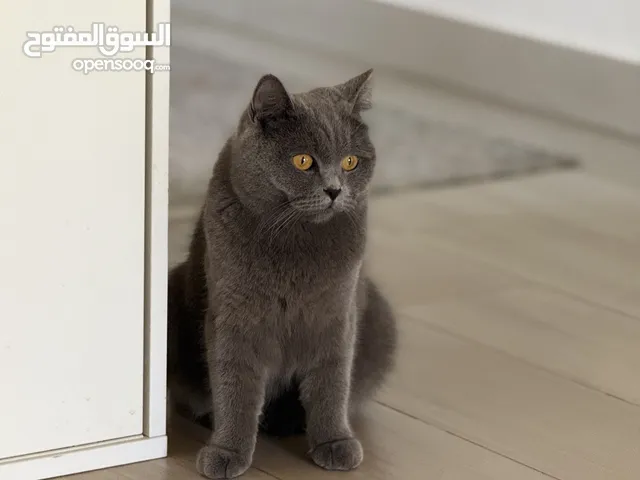 للتبني بريتش شورت هير / fir adoption British shorthair